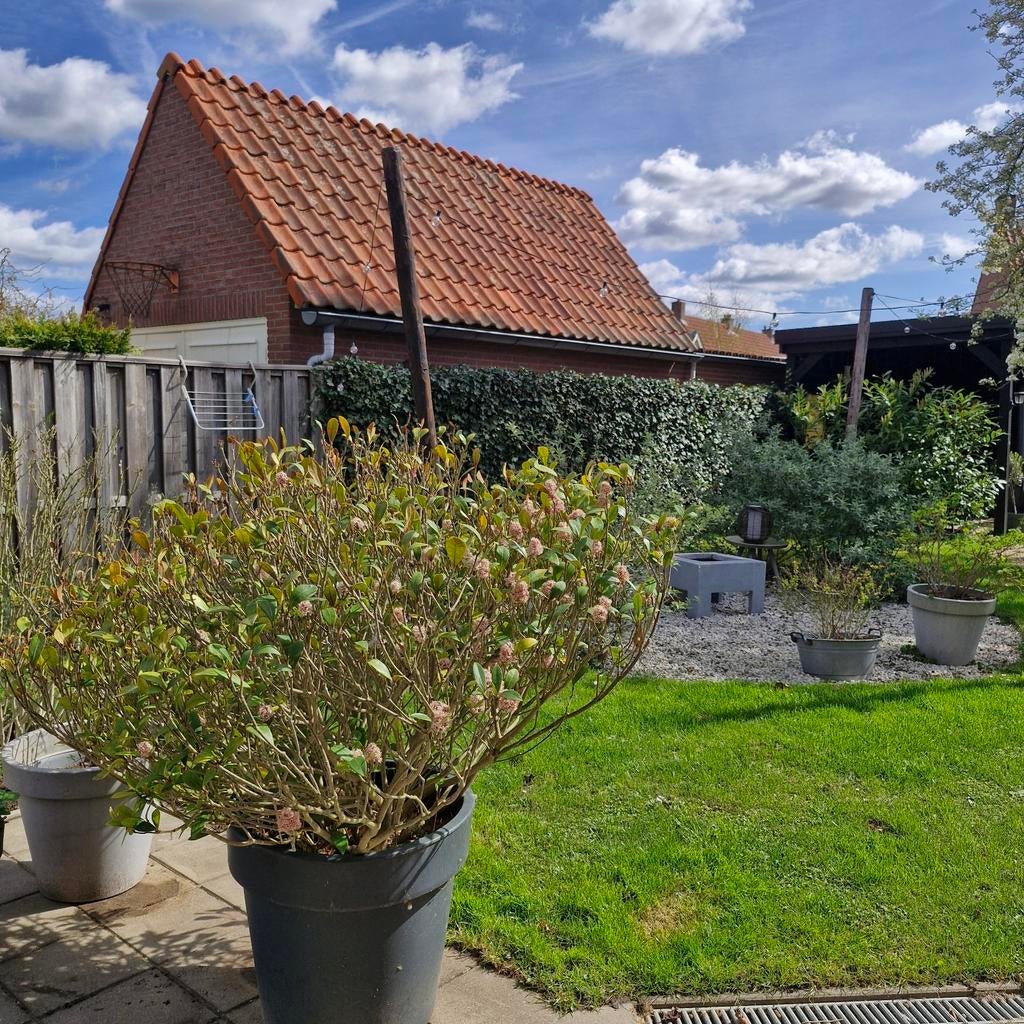 Skimmia in pot, Tuin en Terras, Planten | Tuinplanten, Ophalen of Verzenden, Overige soorten, Volle zon