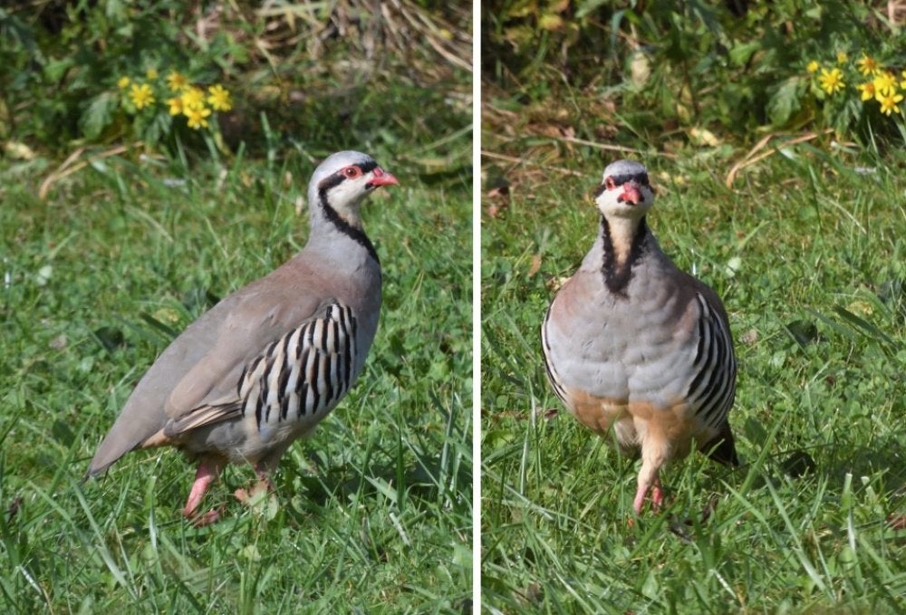 Chukar patrijs / keklik, Dieren en Toebehoren, Mannelijk, Overige soorten