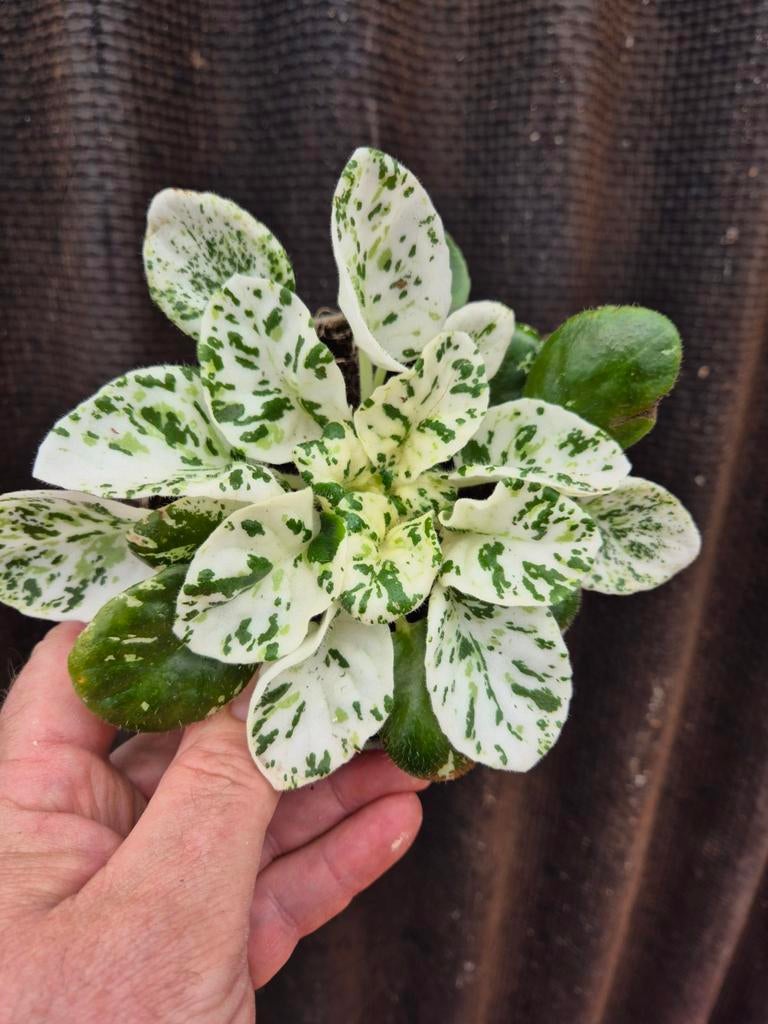 Saintpaulia Watermelon Snow p12 (2)