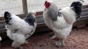 Grote Brahma haan - Grote Orpington haan - Wyandotte hanen., Dieren en Toebehoren, Pluimvee, Mannelijk, Kip