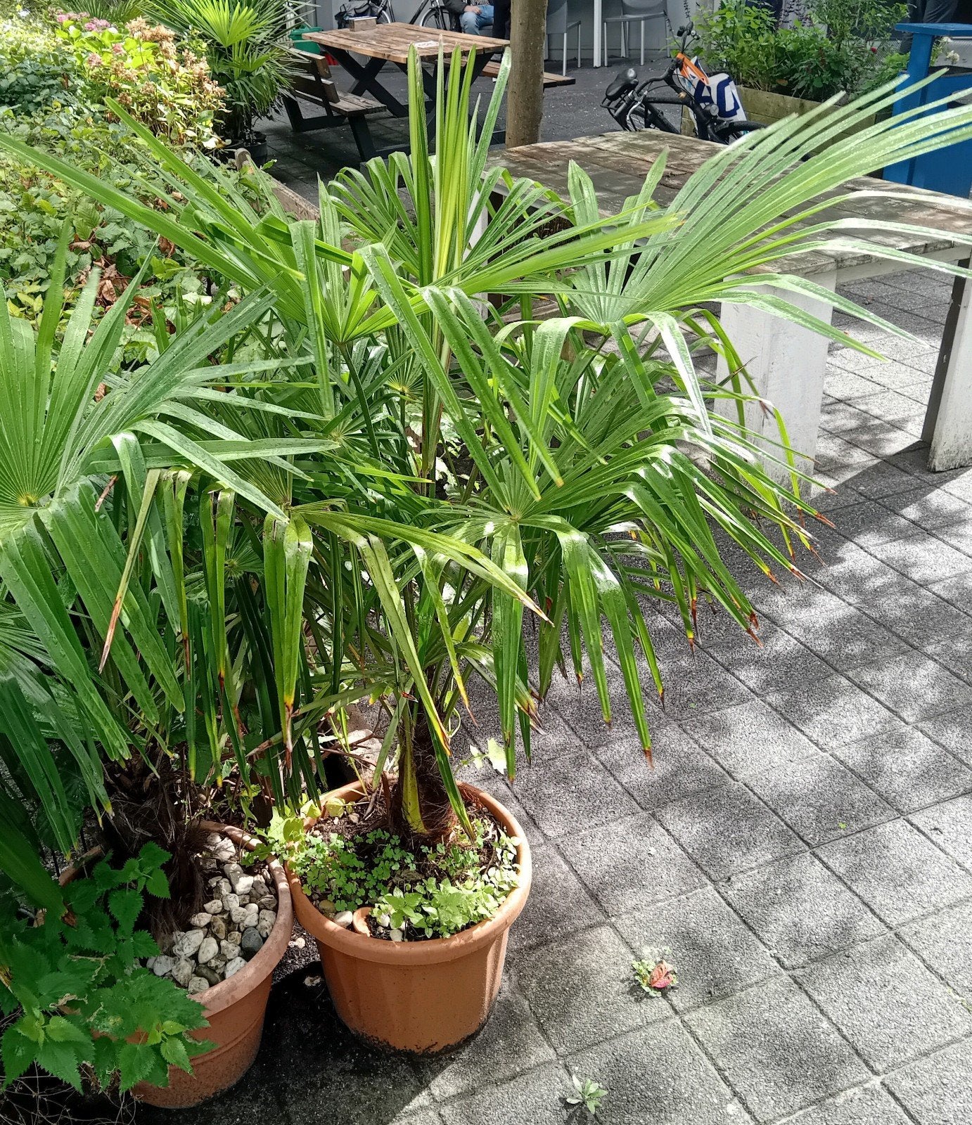 Winterharde palm 150cm, Volle zon, Vaste plant, Bloeit niet, Ophalen