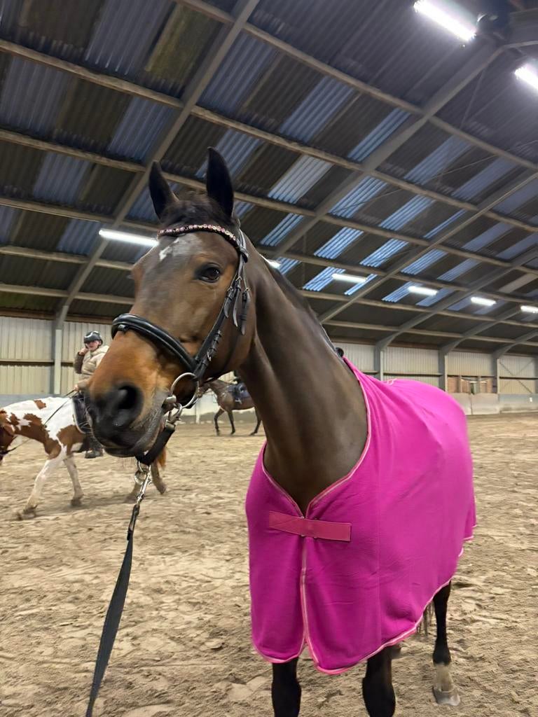 Zweetdeken paard, Ophalen of Verzenden, Zo goed als nieuw