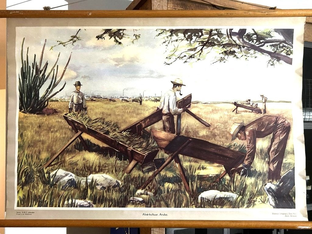 Aloë-cultuur, Aruba, Ophalen of Verzenden, Aardrijkskunde