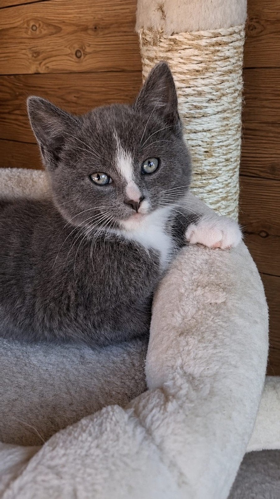 Ragdoll kittens, Meerdere dieren, Gechipt, 0 tot 2 jaar