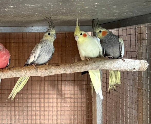 Valkparkieten poppen overjarig, Meerdere dieren, Parkiet