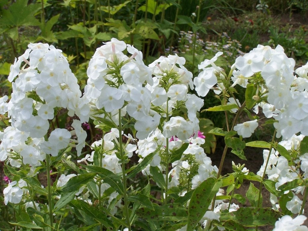 Nu in bloei! Phlox paniculata 'White Admiral' in P9, Volle zon, Vaste plant, Zomer, Ophalen