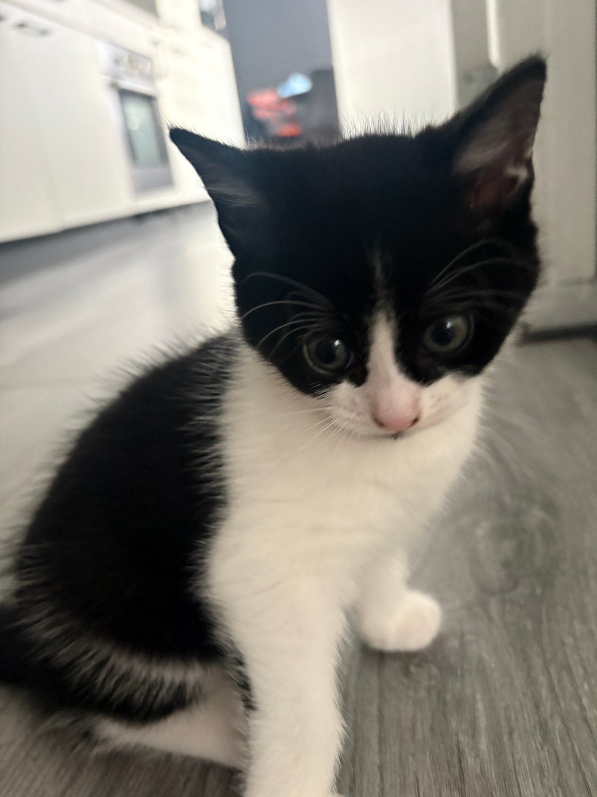 Gratis kitten, Dieren en Toebehoren, Poes, Kortharig, 0 tot 2 jaar