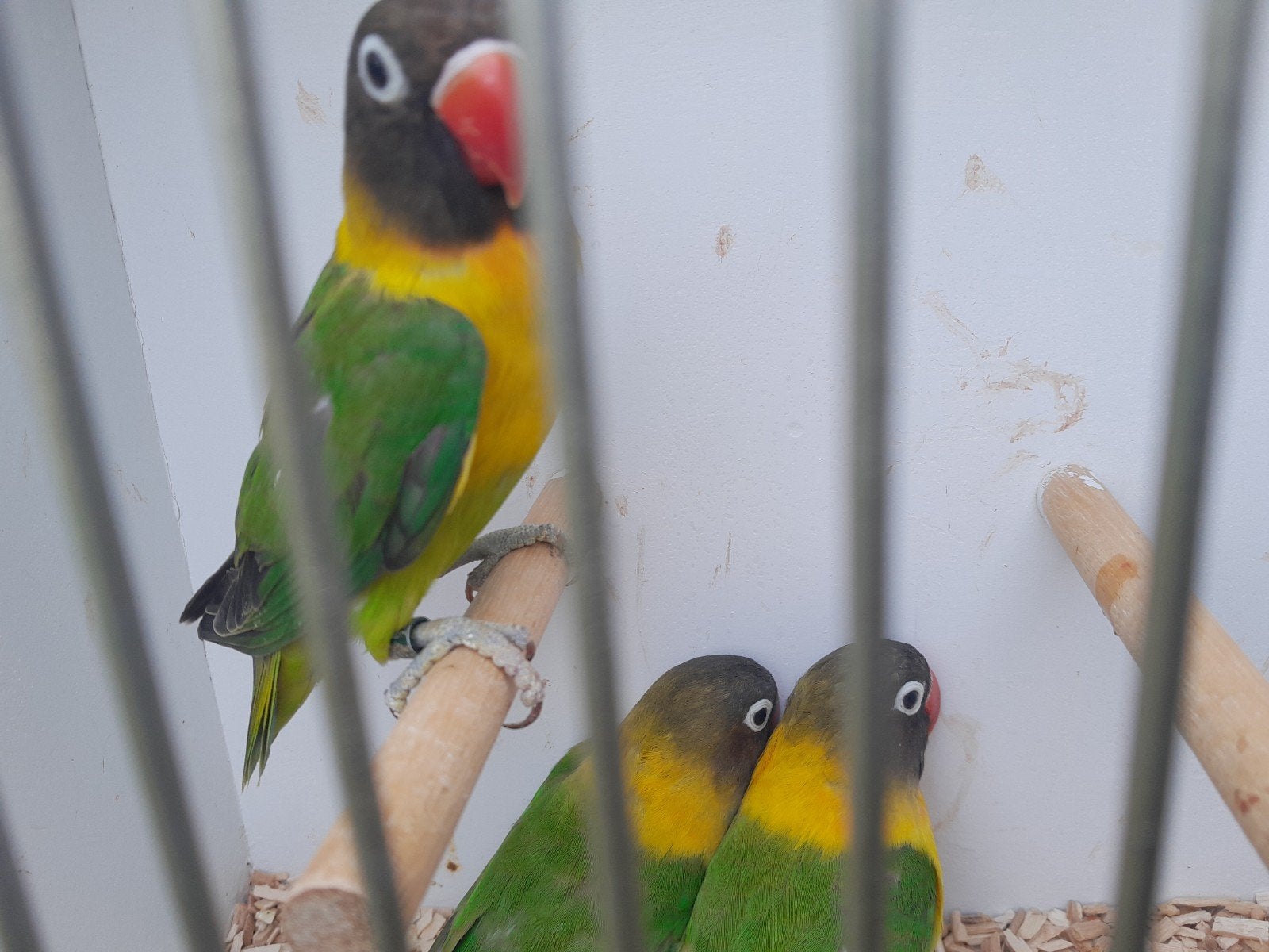 personata wildkleur, Dieren en Toebehoren, Meerdere dieren, Dwergpapegaai of Agapornis, Geringd