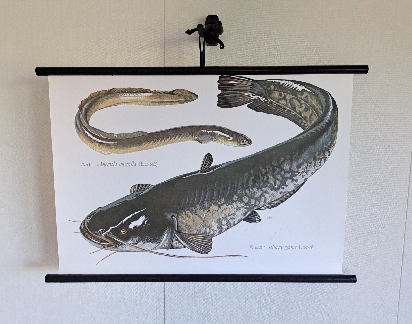 Vintage schoolposter vissen op linnen, Ophalen of Verzenden, Natuur en Biologie