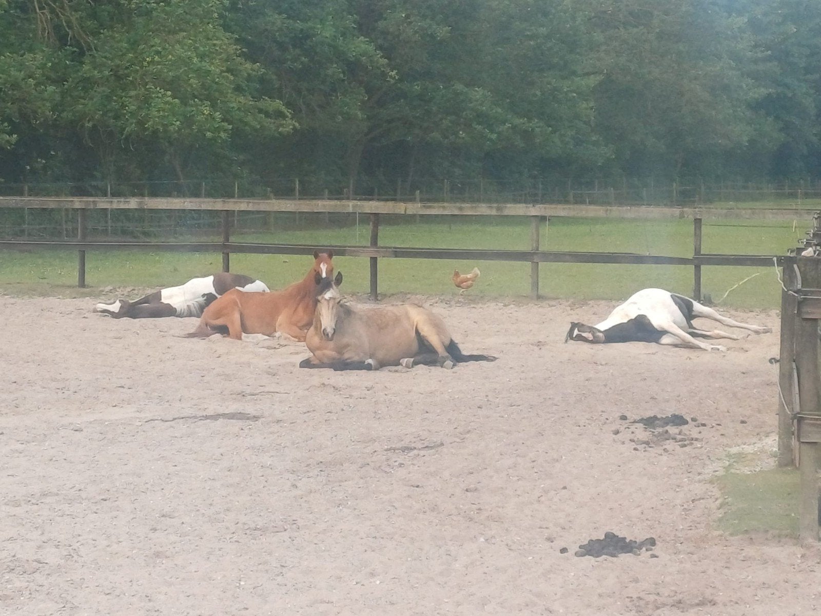 Pensioenplek aangeboden., Dieren en Toebehoren, Stalling en Weidegang