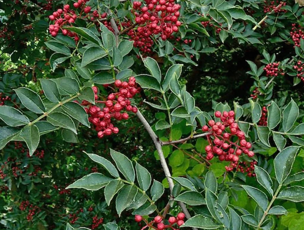 Szechuanpeper (Zanthoxylum simulans), Tuin en Terras, Planten | Fruitbomen, Overige soorten, Minder dan 100 cm, Lente, Ophalen of Verzenden