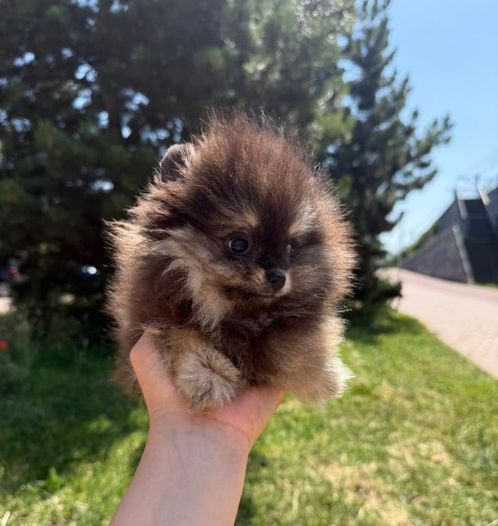 Black an tan pomeriaan pups, Dieren en Toebehoren, België, Particulier, 8 tot 15 weken, Parvo
