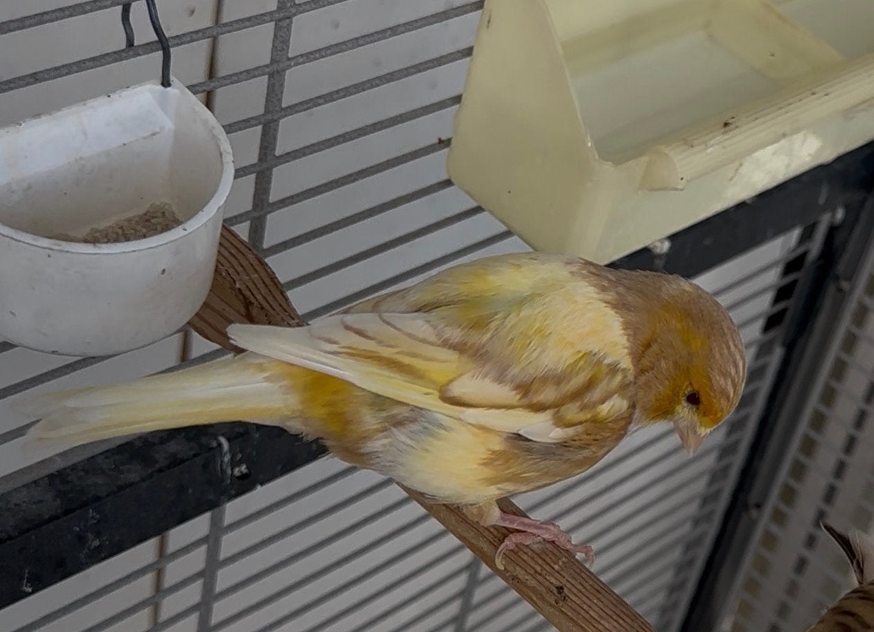 Kanarie pop, Dieren en Toebehoren, Vrouwelijk, Kleurkanarie