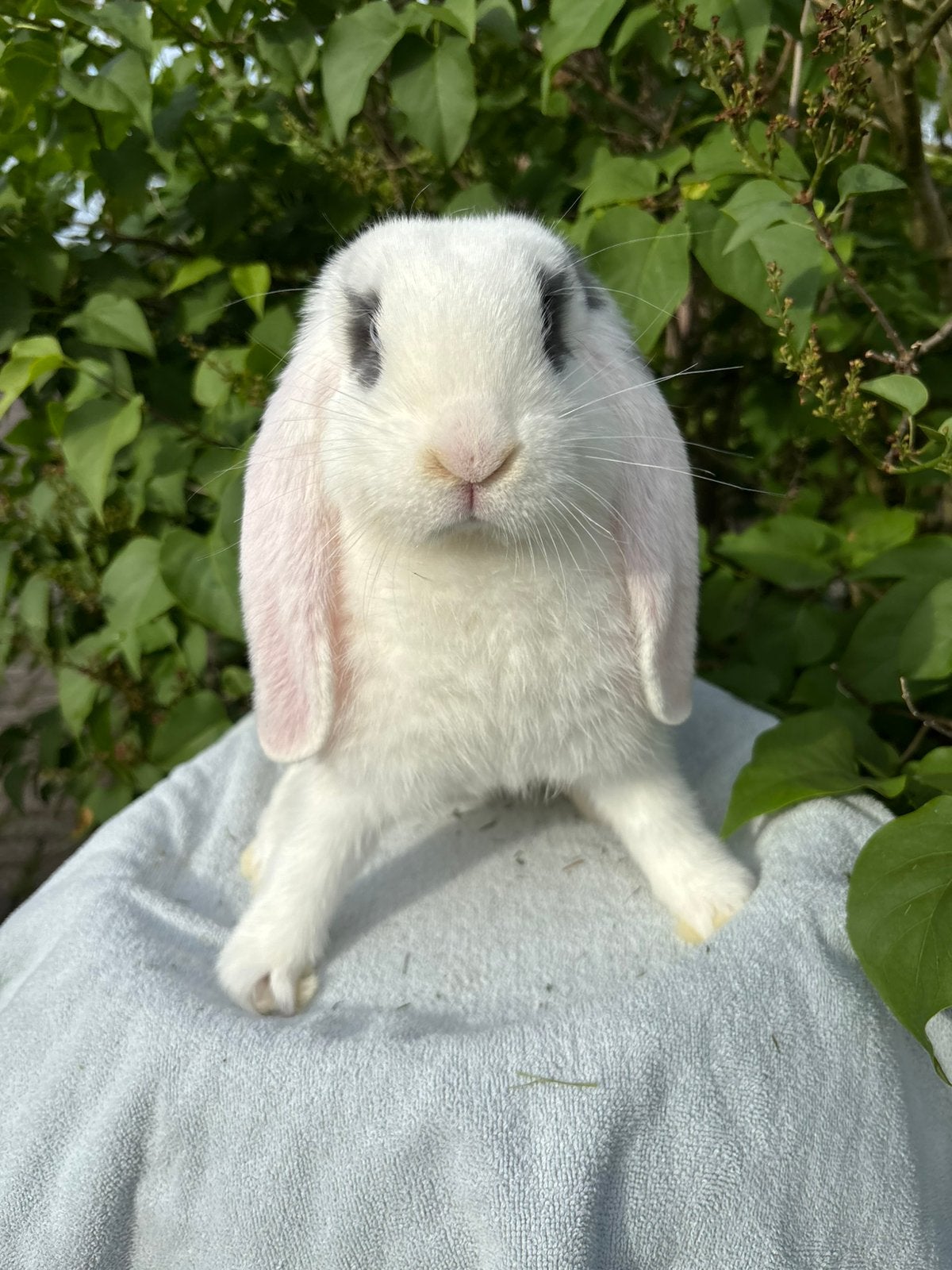 Lieve Franse Hangoor Ram, Dieren en Toebehoren, Konijnen, Groot, Mannelijk, 0 tot 2 jaar, Hangoor