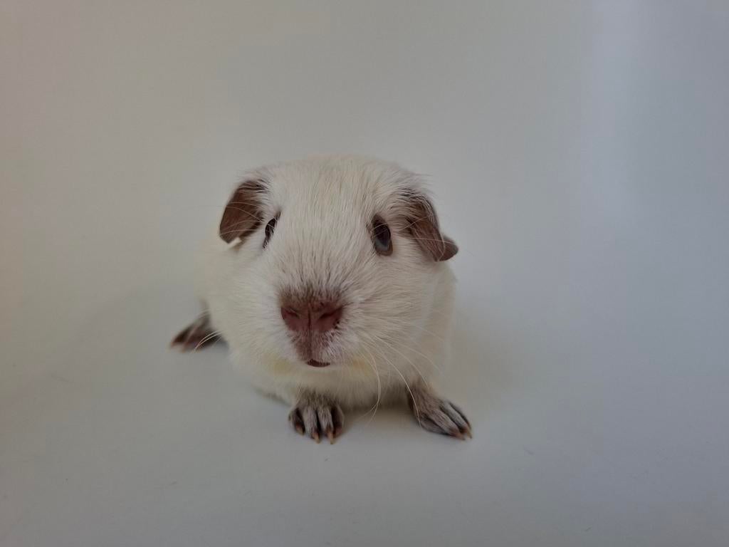 Cavia Gladhaar, wit californian choco, Dieren en Toebehoren, Mannelijk, Tam, Maart, Cavia