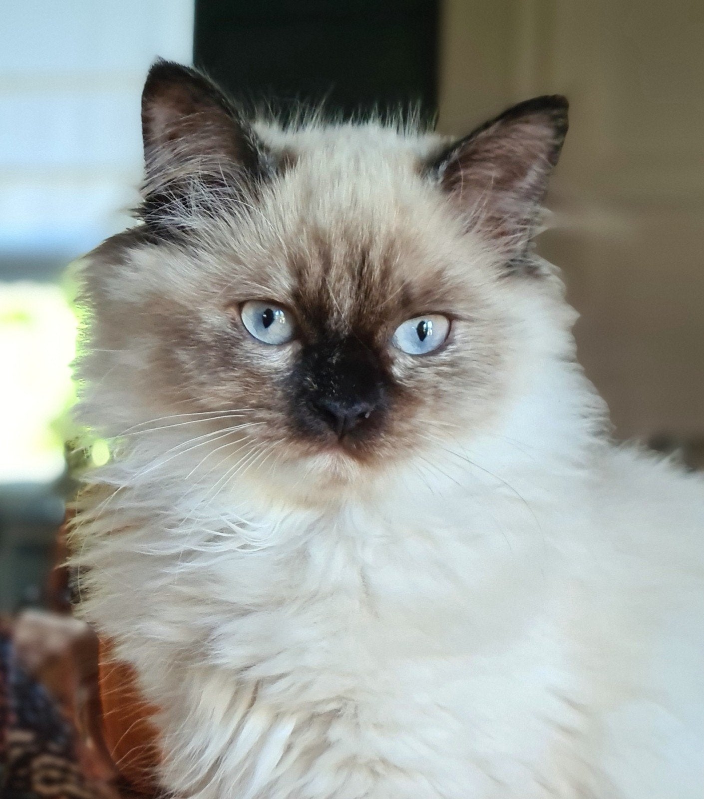 prachtig poesje kruising Pers X Neva Masquerade, Poes, Ontwormd, 0 tot 2 jaar