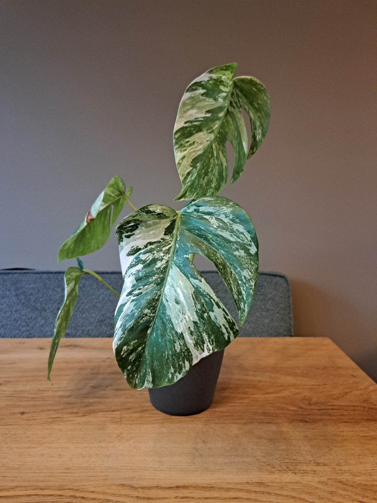 Monstera Variegata met 4 bladeren, Tuin en Terras, Vaste plant, Bloeit niet, Halfschaduw, Ophalen