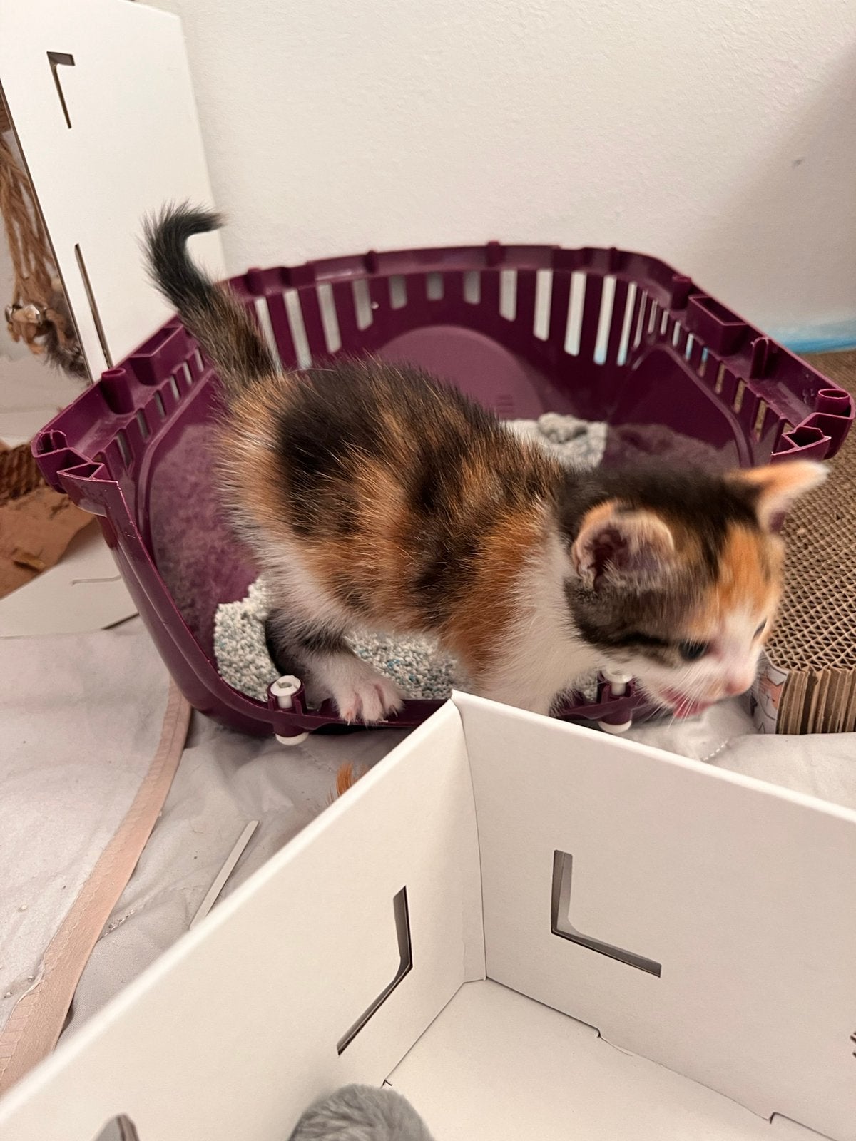 Kittens, Dieren en Toebehoren, Katten en Kittens | Overige Katten, Kater, Kortharig, 0 tot 2 jaar