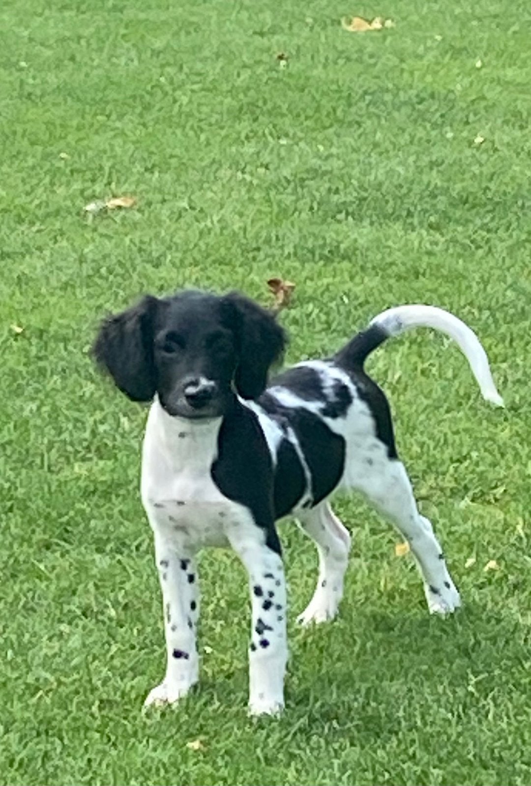 Prachtige HEIDEWACHTEL x FRIESE STABIJ pups