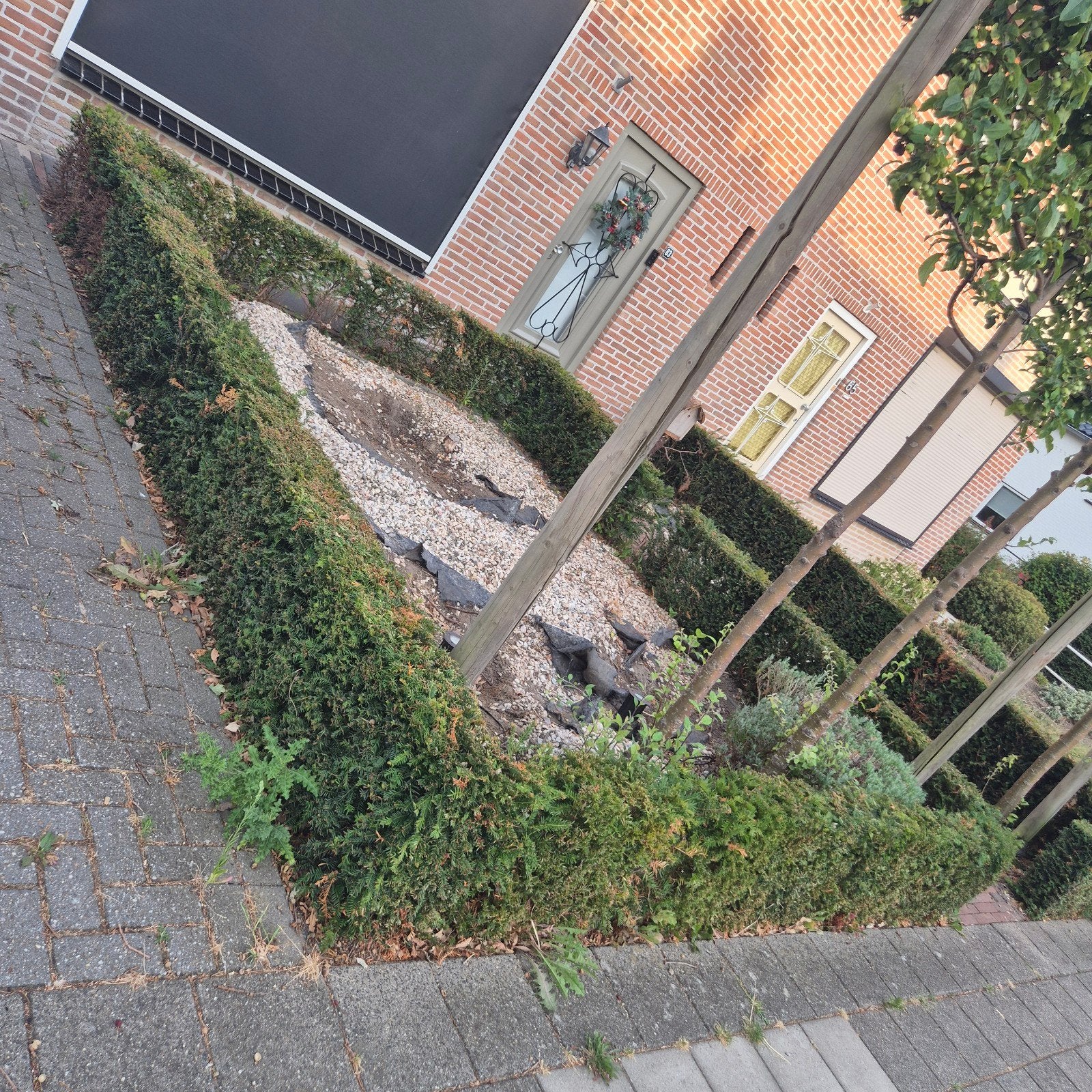Gratia Buxus haagplanten voor tuin of border, Vaste plant, Bloeit niet, Halfschaduw, Ophalen