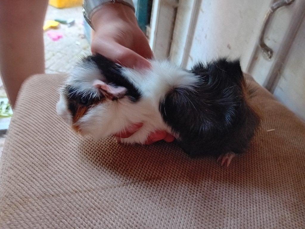 Cavia beertje, Maart, Mannelijk, Cavia