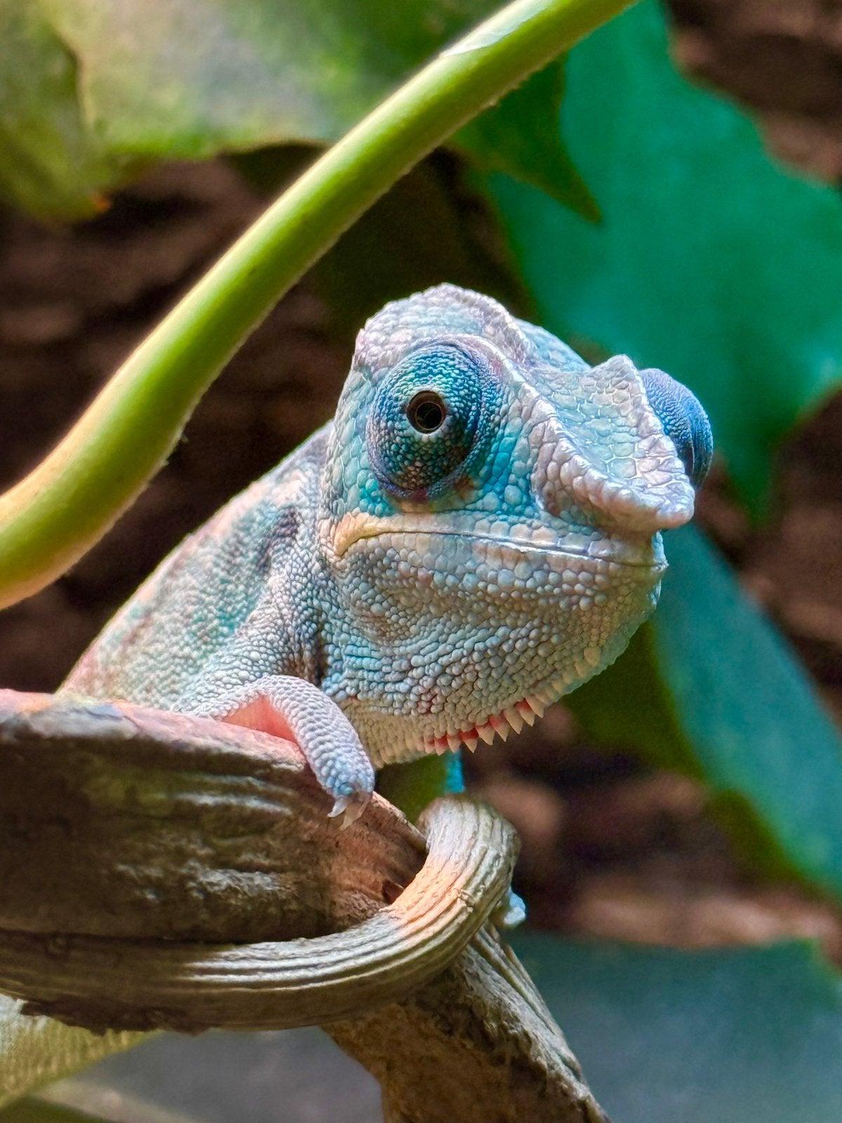 Panterkameleon man NK25 met of zonder terrarium Chameleon - male for sale from Quality Reptiles