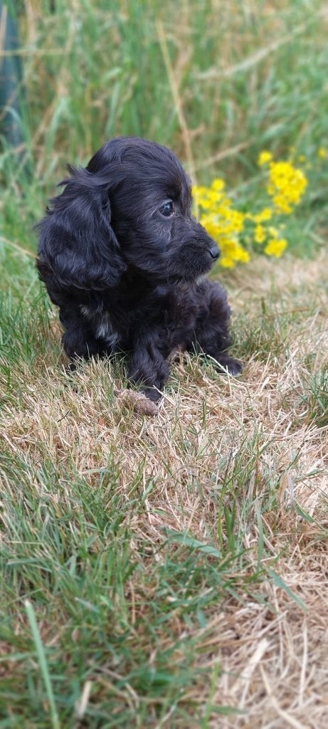 Cockapoo pup reutje zoekt (straks) een liefdevol thuis, Parvo, 8 tot 15 weken, Meerdere, Nederland