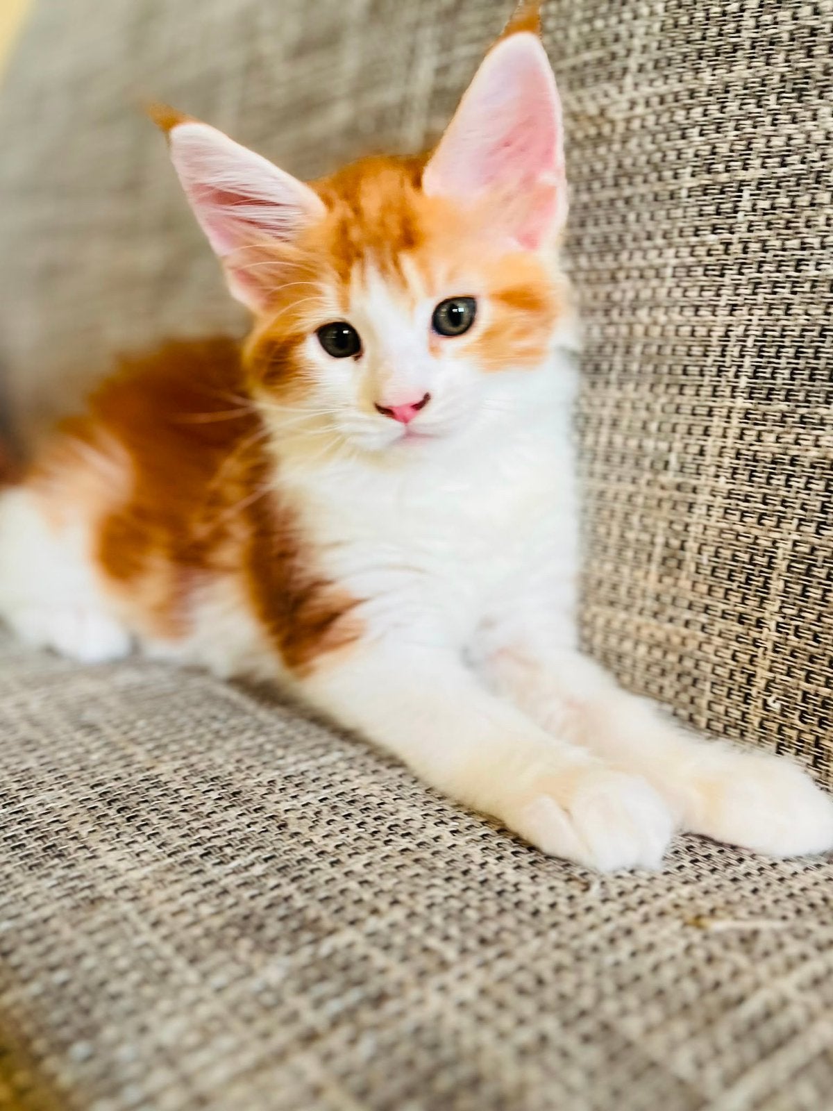 Maine Coon kittens, Dieren en Toebehoren, Katten en Kittens | Overige Katten, Meerdere dieren