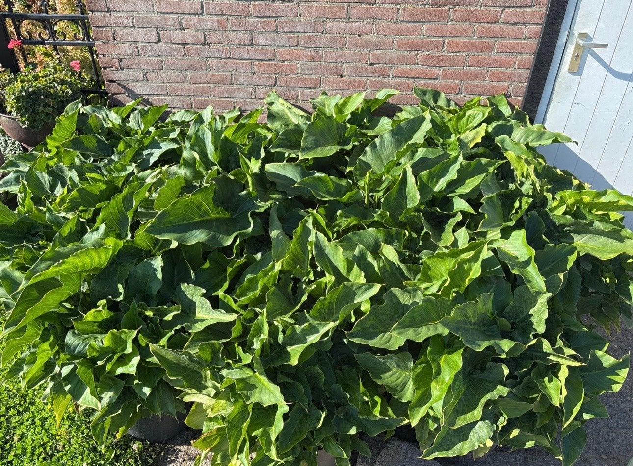 Grote Zantedeschia Aethiopica (Witte Aronskelk) in pot, Volle zon, Vaste plant, Zomer, Ophalen