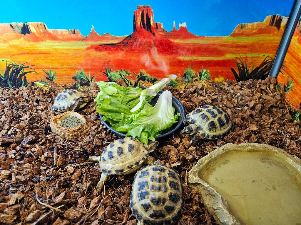 Testudo horsfieldii Russische vierteenlandschildpad