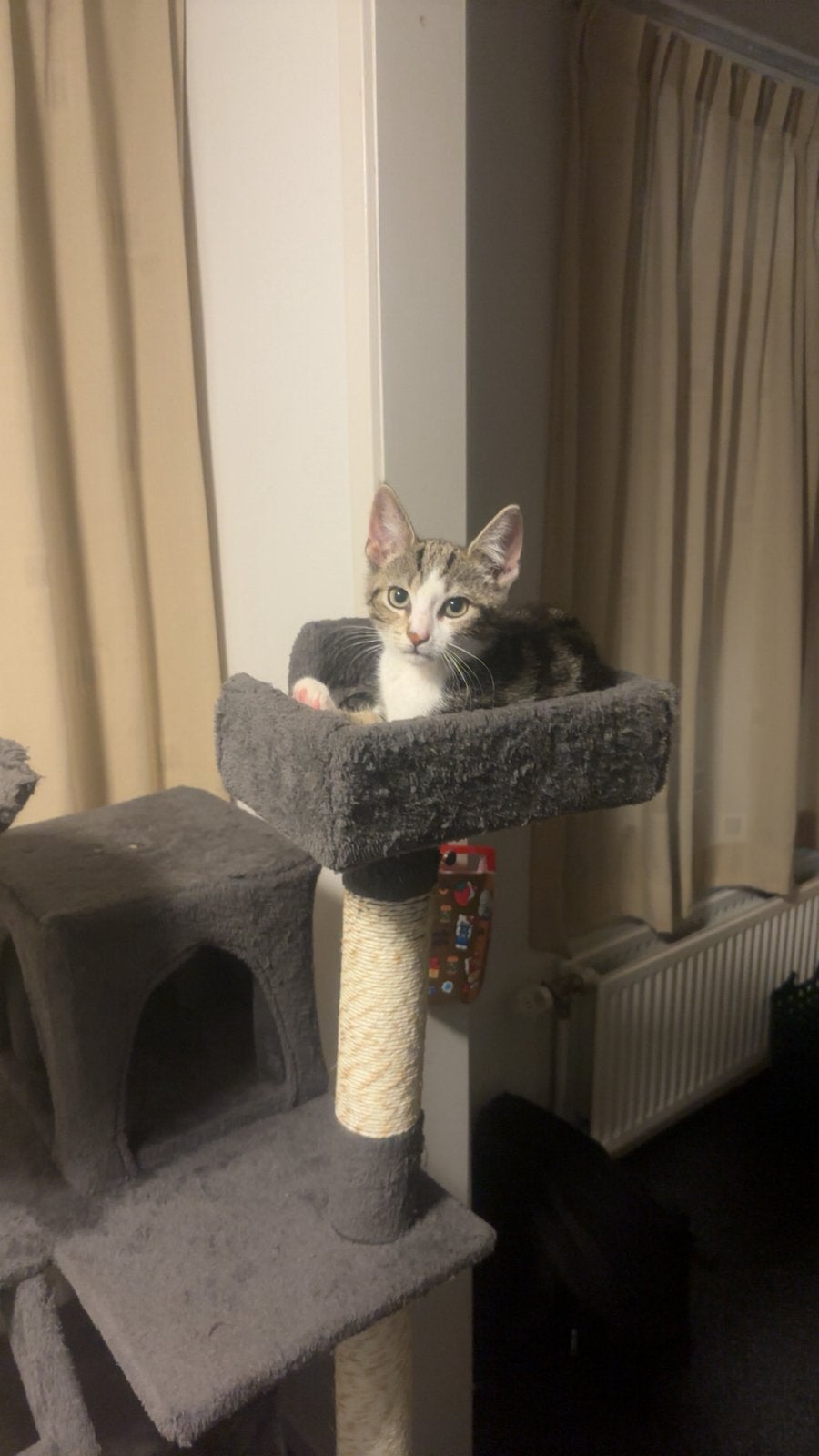 Kitten 3,5 maand oud, Poes, 0 tot 2 jaar
