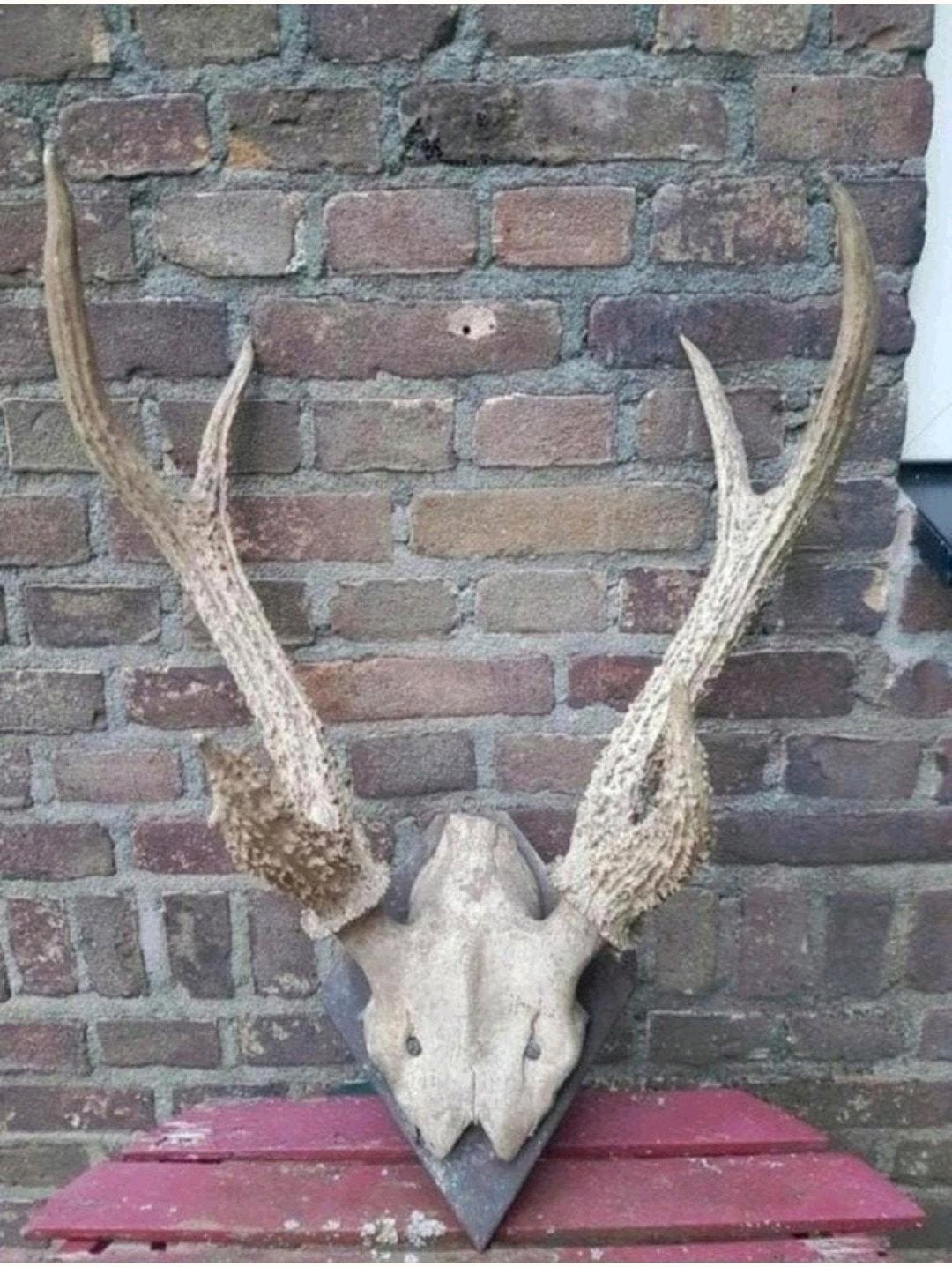 Prachtig zeer uniek antiek herten schedel gewei geweien kop, Ophalen of Verzenden, Zo goed als nieuw, Hert, Schedel