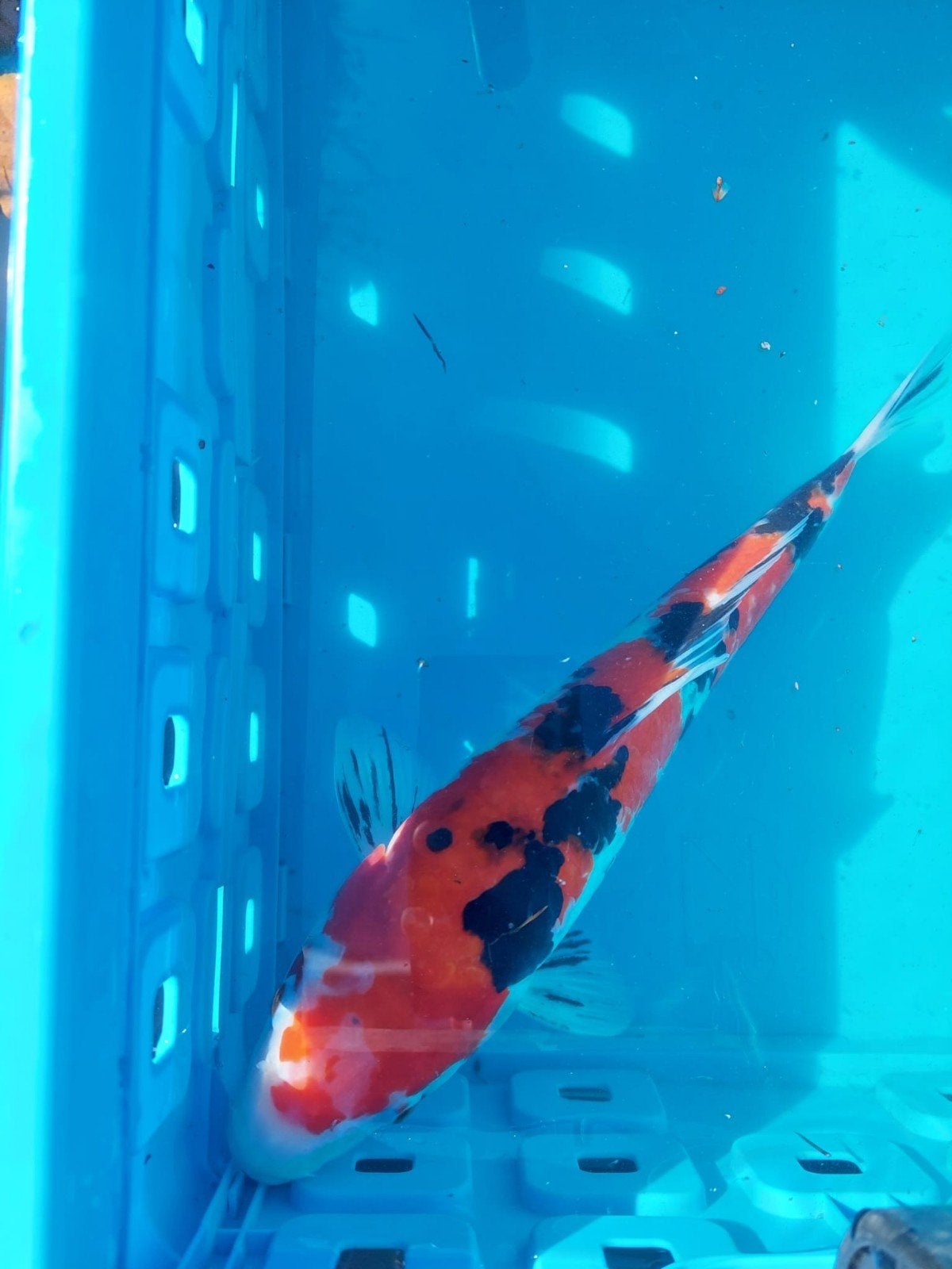 Japanse koi karper, Karper of Koi