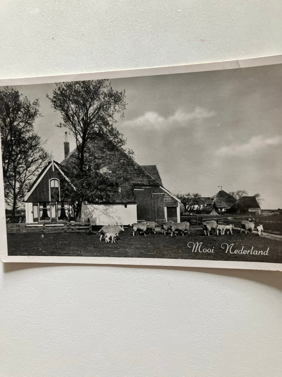 Oude Ansichtkaart 'Mooi Nederland' met boerderij en schapen, Ophalen of Verzenden, 1940 tot 1960, Gelopen