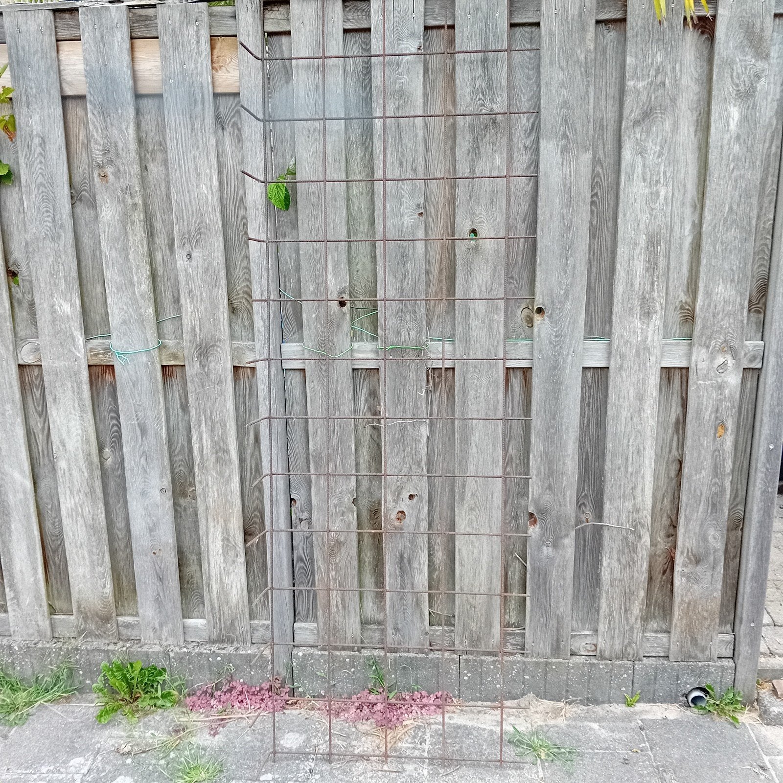 Gebruikt ijzeren hekwerk voor tuin of klimplanten, Tuin en Terras, Tuinhekken en Hekwerk, Ophalen of Verzenden, Gebruikt, IJzer