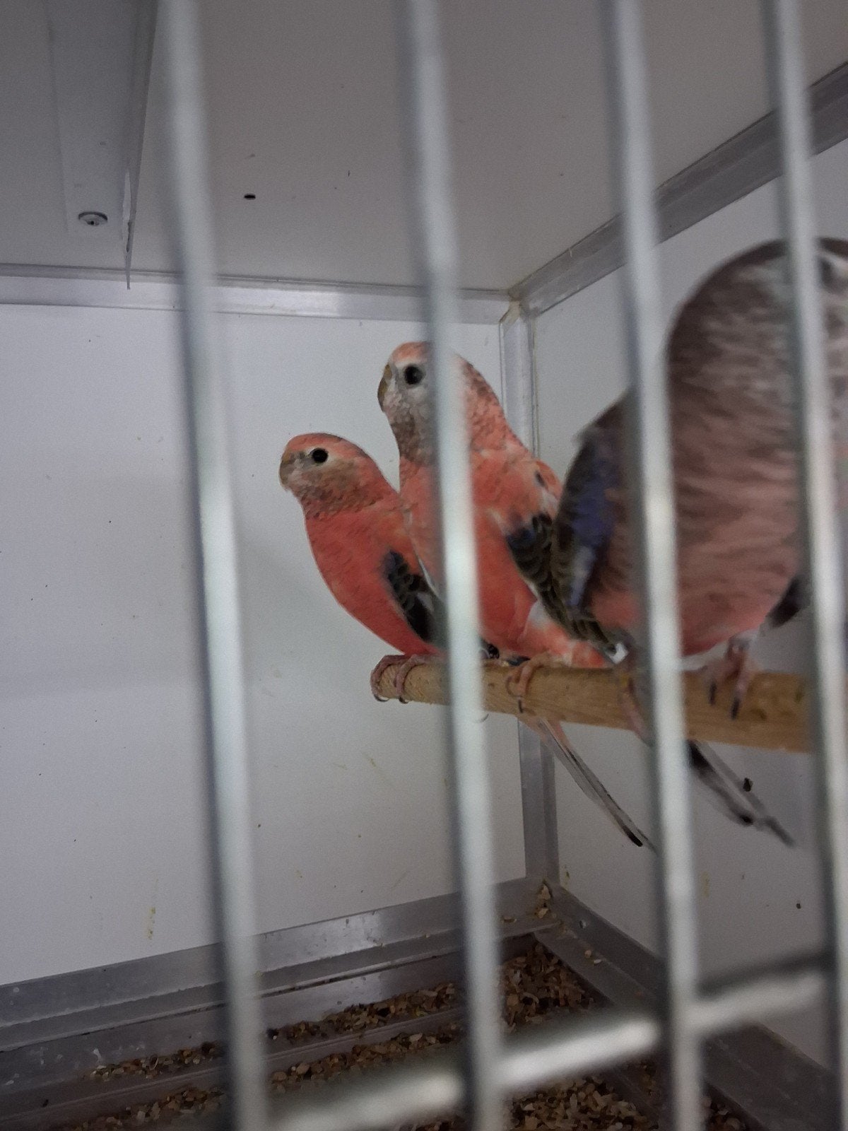 meerdere mooie bourks roze en wildkleur, Dieren en Toebehoren, Meerdere dieren, Parkiet