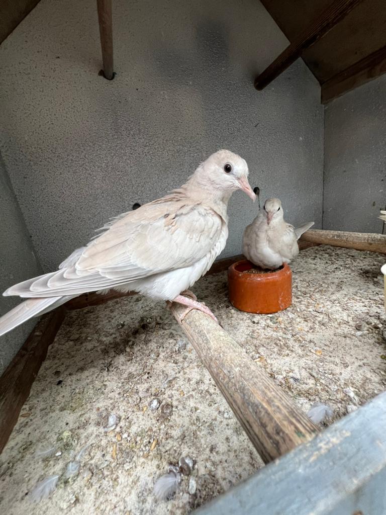 Koppel tortel duifjes, Meerdere dieren