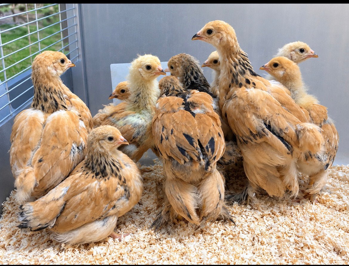 Brahma kippen Buff columbia, Meerdere dieren