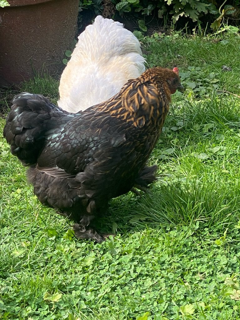 cochin hennen, Dieren en Toebehoren, Vrouwelijk, Kip