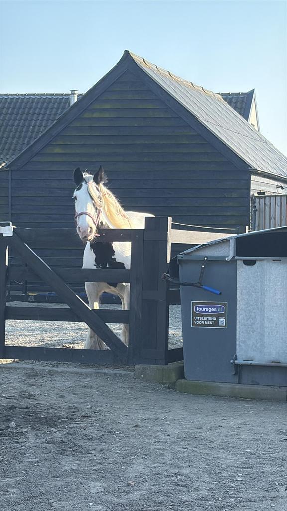 Lieve verzorgster gezocht 18 plus, Dieren en Toebehoren, Ophalen of Verzenden