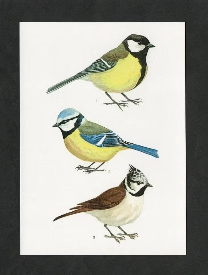 Vogels Koolmees Pimpelmees Kuifmees., Verzamelen, Ophalen of Verzenden, 1980 tot heden, Ongelopen, Vogel
