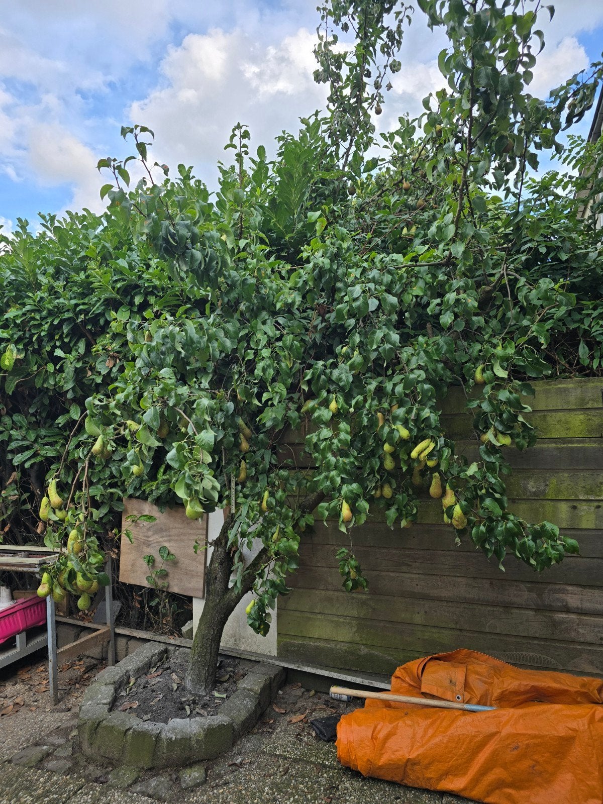 peren boom  perenboom, Tuin en Terras, Planten | Bomen, Ophalen of Verzenden, Volle zon, Overige soorten