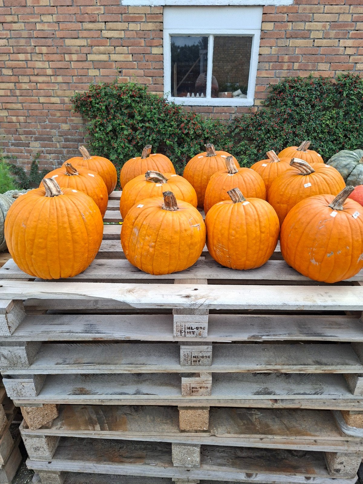 Halloween Pompoenen, Ophalen, Groenteplanten, Volle zon