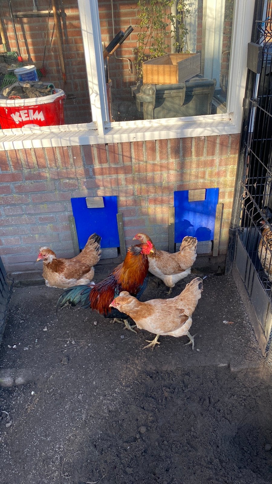 Te koop broedeieren Acaurana tarwe groenleggers, Geslacht onbekend, Kip