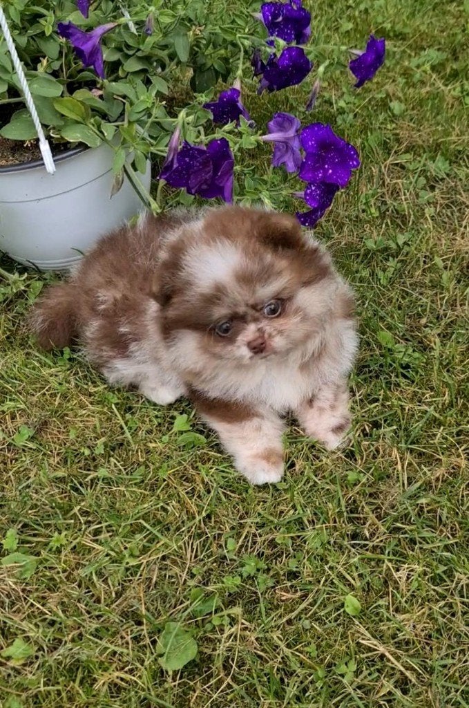 Pomeriaan pup reutje Merle Bear type – te reserveren, Keeshond, Reu, 8 tot 15 weken, Buitenland