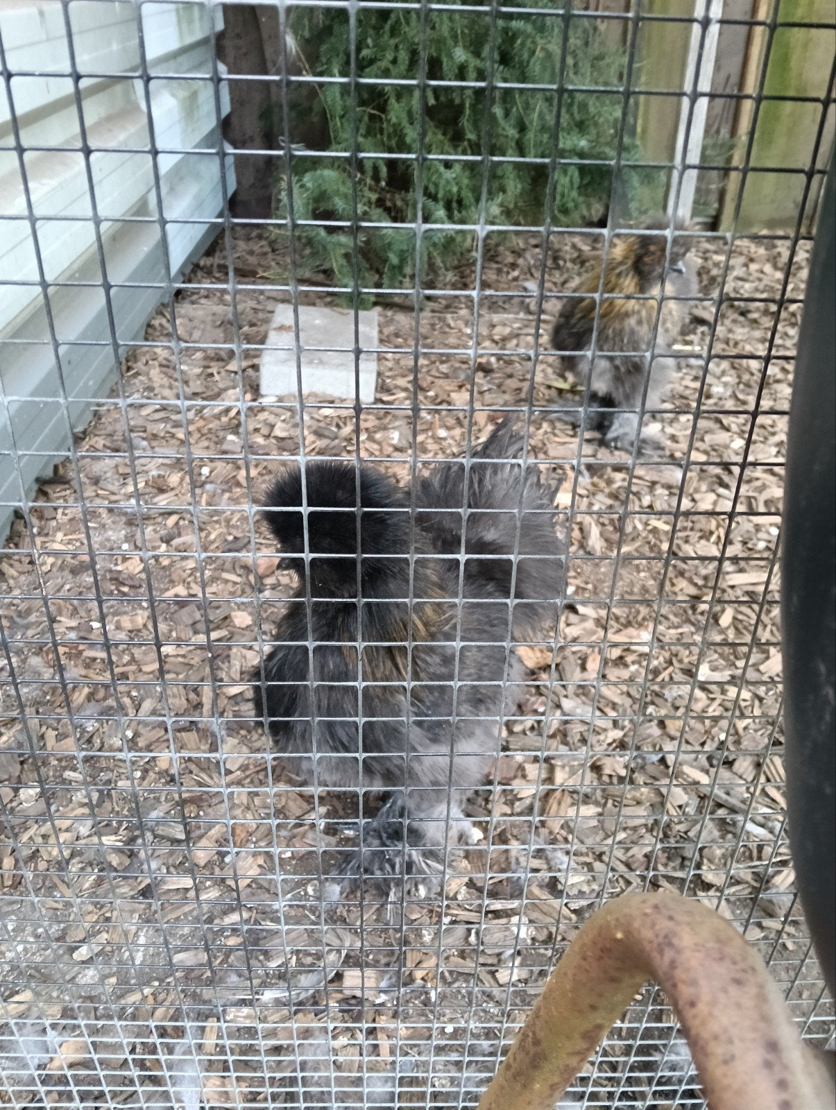 zijdehoenders 3 x hen, Vrouwelijk, Kip