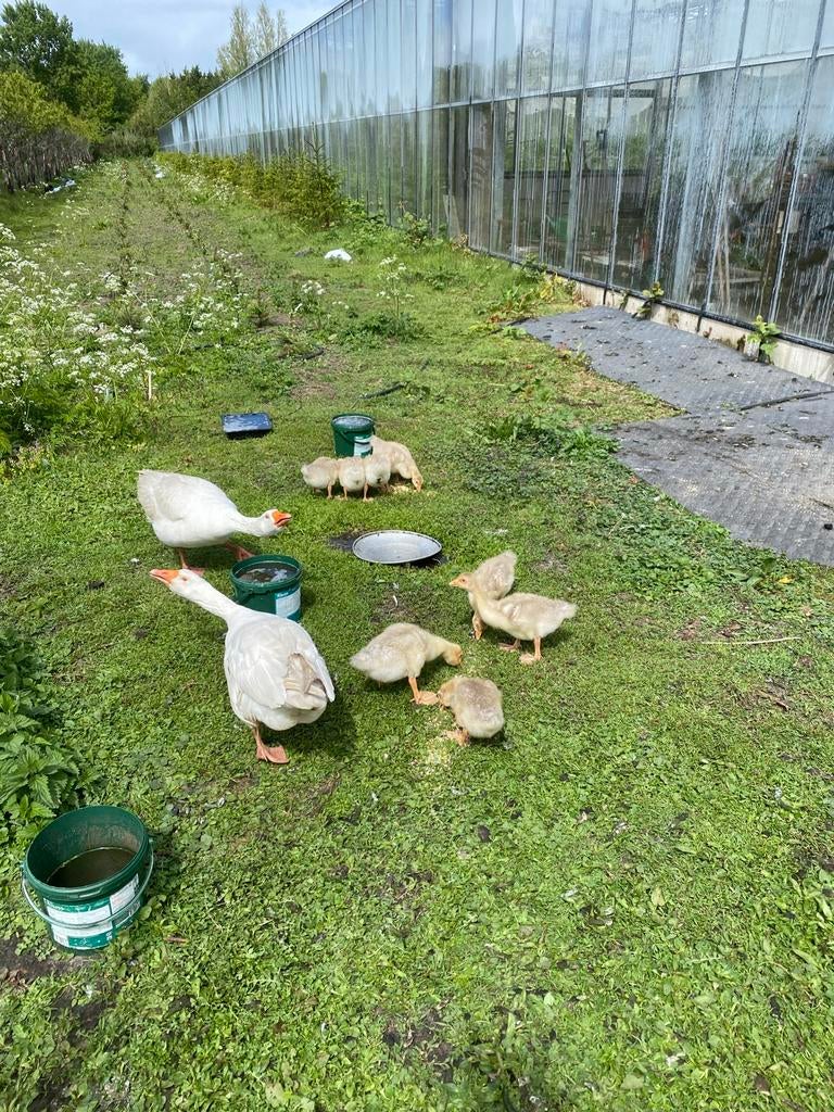 Jonge ganzen, Dieren en Toebehoren, Meerdere dieren, Gans of Zwaan