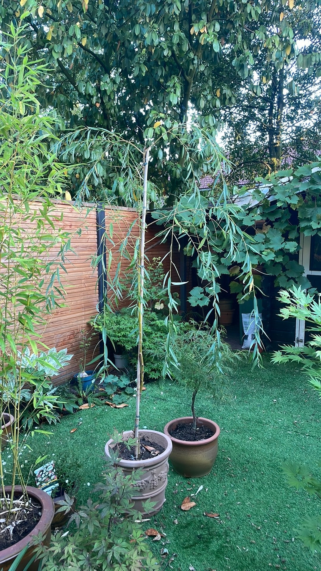 Treurwilgje, Treurboom, 100 tot 250 cm, Zomer, Ophalen