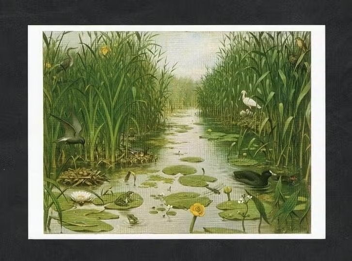 Ansichtkaart Schoolplaat Het Naardermeer, Lepelaar Meerkoet, Ophalen of Verzenden, 1980 tot heden, Ongelopen, Waterdier