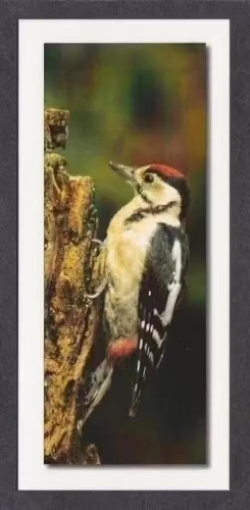 Grote Bonte Specht Dendrocopos Major Op Boomstronk., Verzamelen, Ansichtkaarten | Dieren, Ongelopen, 1980 tot heden, Vogel, Ophalen of Verzenden